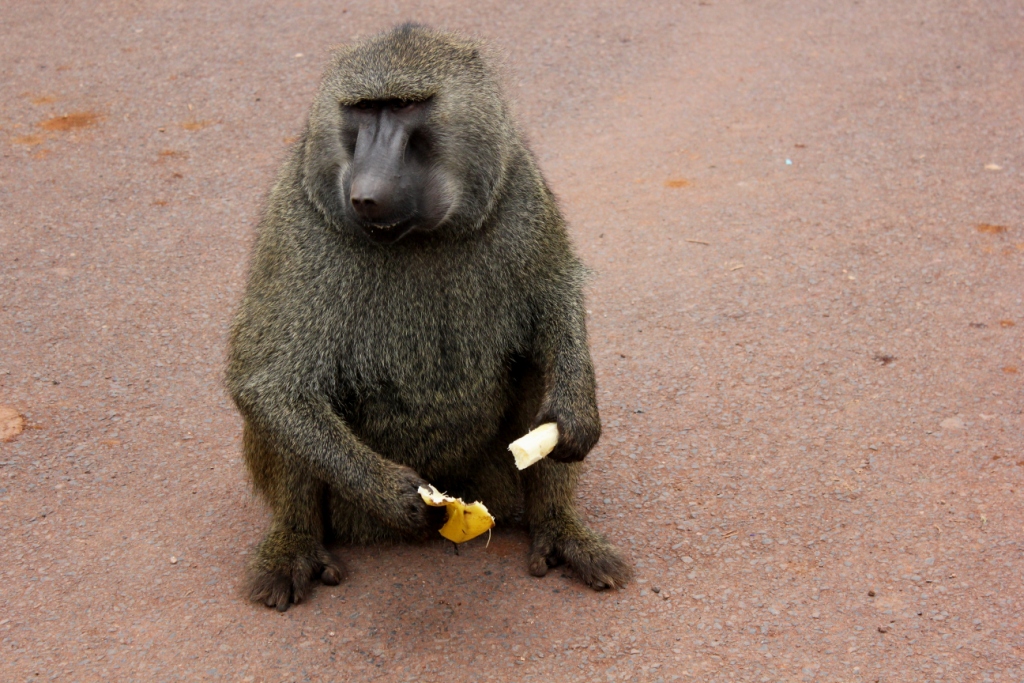 Компания Landata покорила высочайшую точку Африки - Килиманджаро!