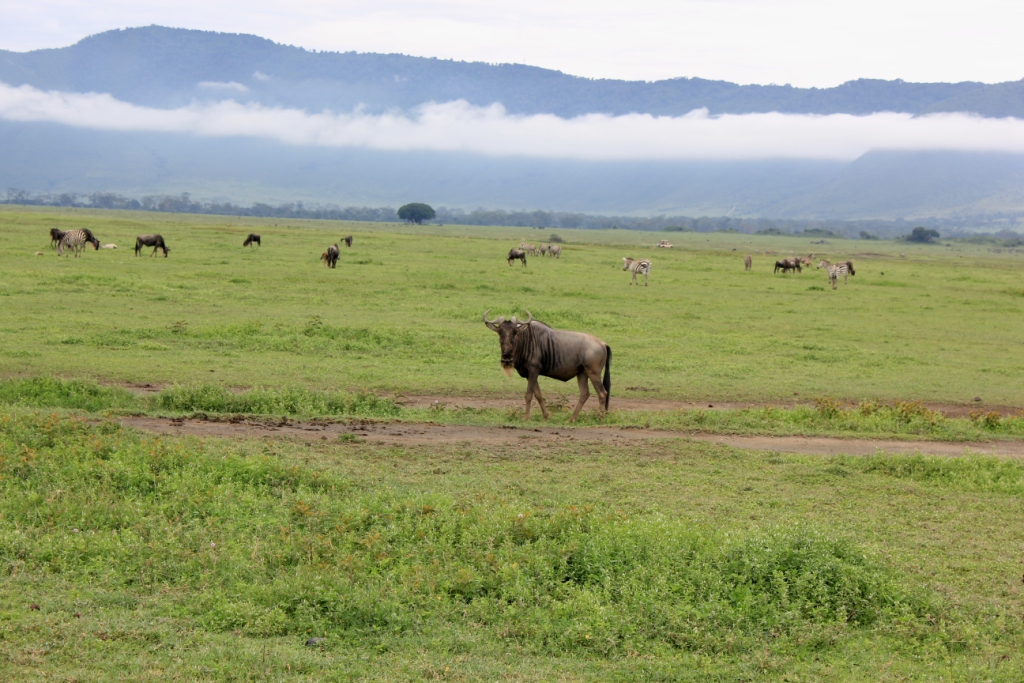Компания Landata покорила высочайшую точку Африки - Килиманджаро!
